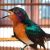 Daftar Harga Kolibri Muncang Terbaru 2022
